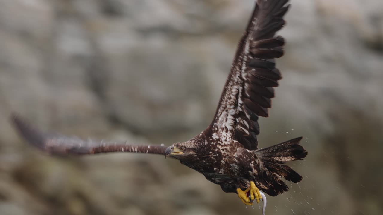 An eagle flying in slow motion looking for food over the ocean in Canada