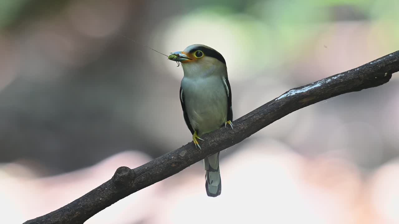 un individuo masculino posado en una rama diagonal con comida en la boca y el fondo es un bokeh fantástico, pico ancho de pecho plateado, serilophus lunatus, parque nacional kaeng krachan, tailandia