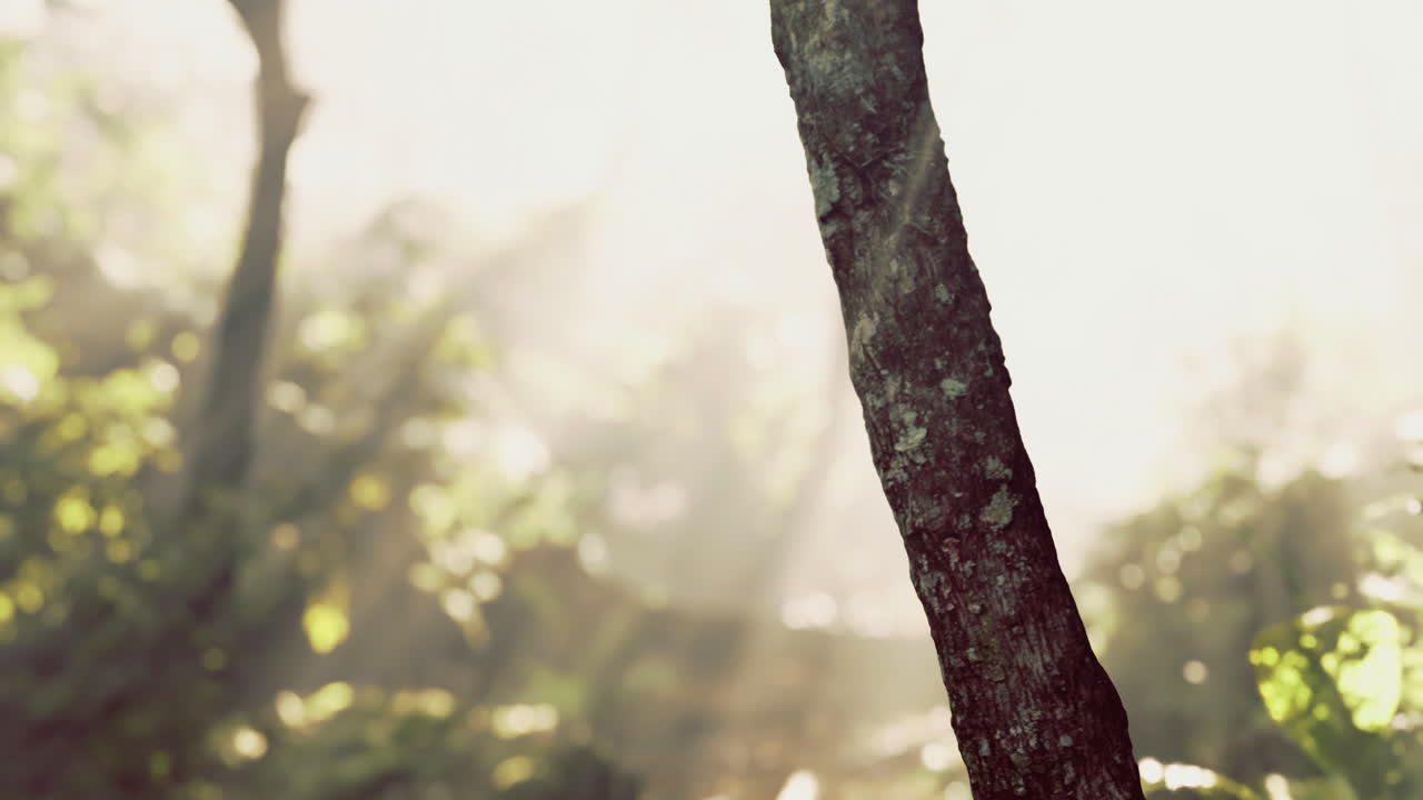 빛은 아침 일찍 평온한 숲의 나무들을 통해 필터링됩니다.