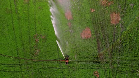 mint crops irrigation using sprinkler with rainbow formed from water spray