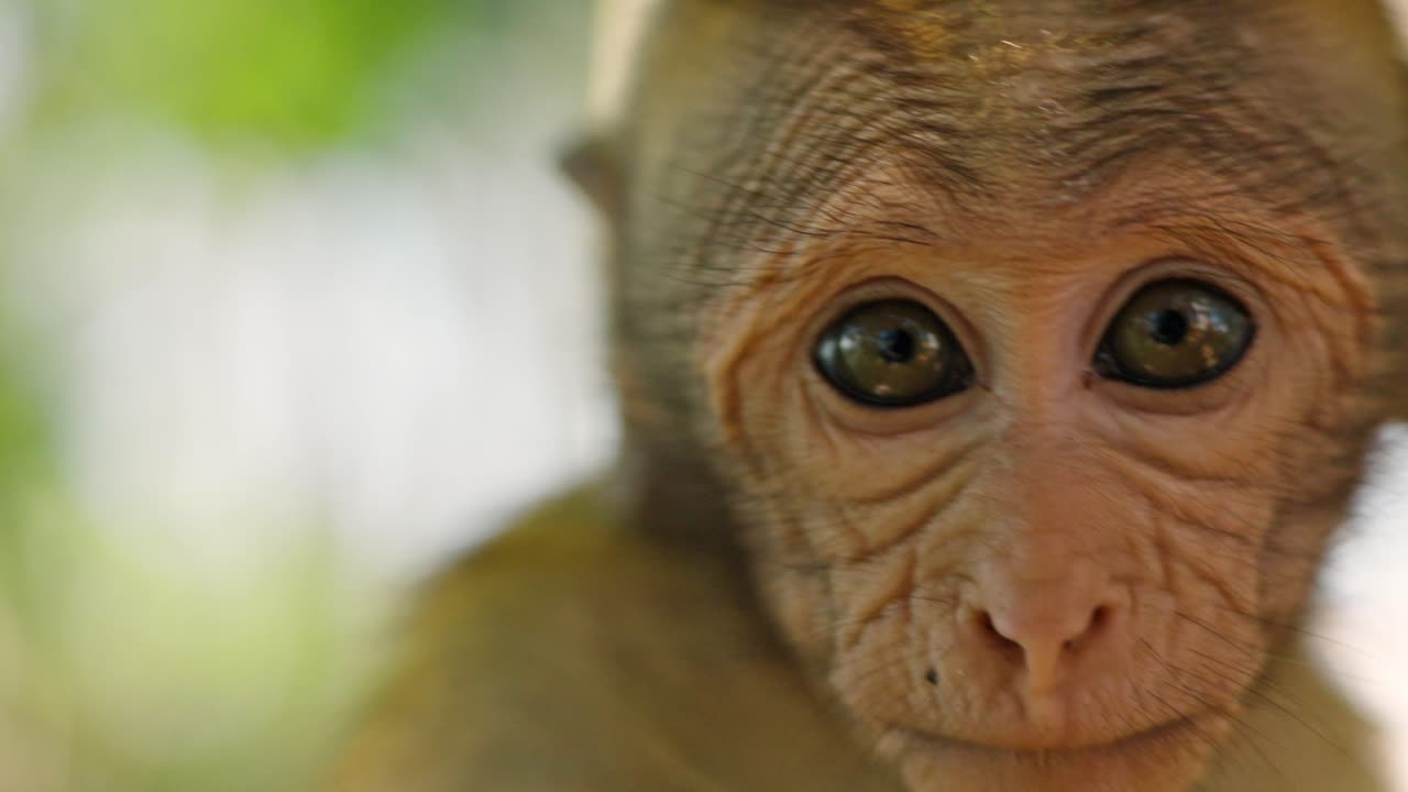 Adorable close-up footage of monkey in Sri Lanka turning his head and looking directly into the camera.