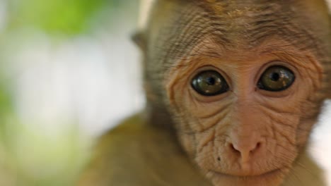 adorable close-up footage of monkey in sri lanka turning his head and looking directly into the camera.