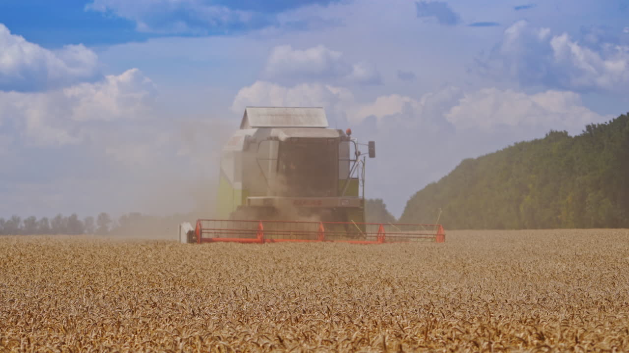Harvesting wheat field with combine. Combine harvester harvesting wheat with dust straw in the air