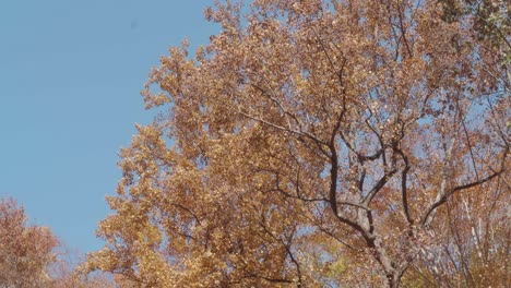 trees along the wissahickon creek in autumn