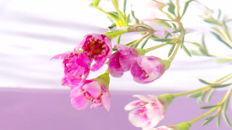 pink flowers underwater