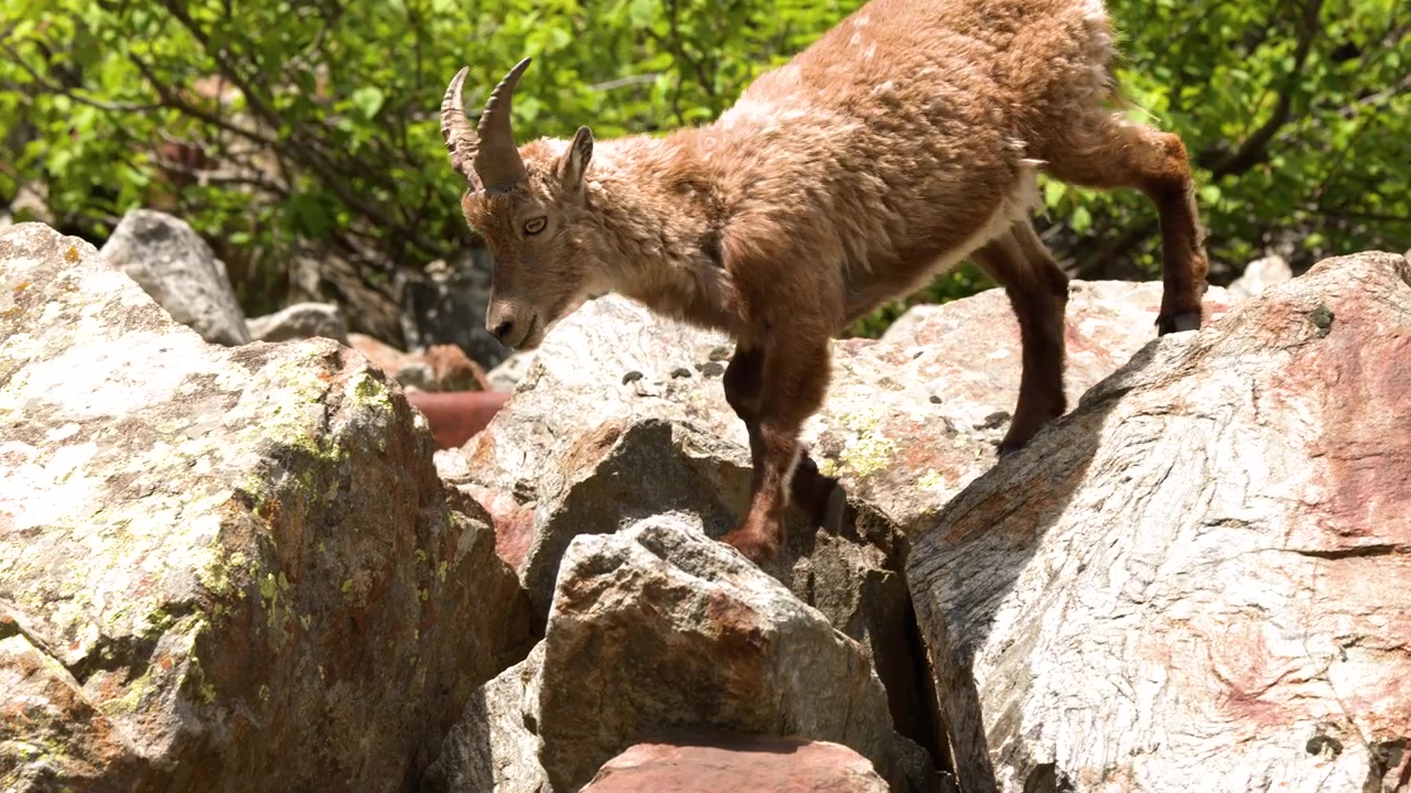 Stambecco alpino selvatico si muove su ripidi pendii rocciosi e massi in Piemonte, Italia, durante il giorno.
