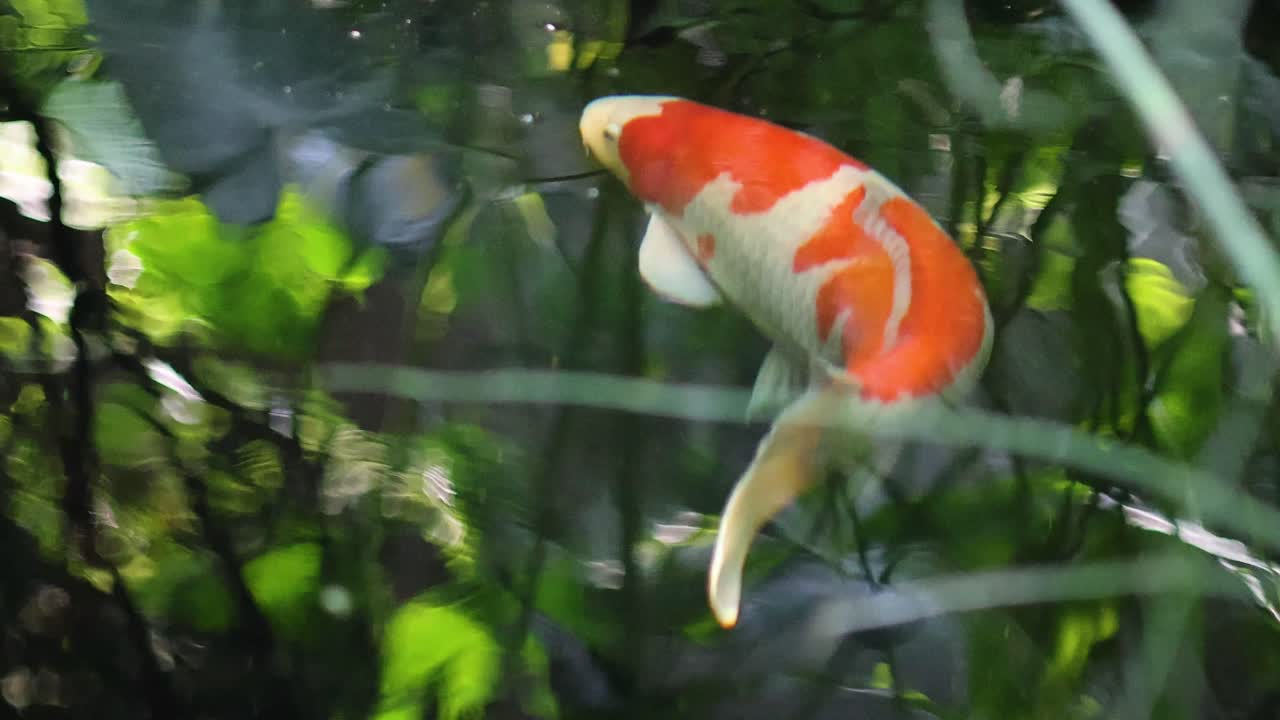 peces koi coloridos deslizándose a través del agua iluminada por el sol