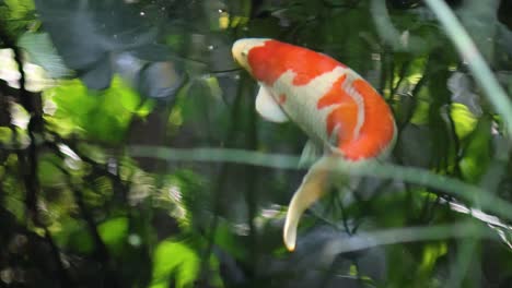 colorful koi fish gliding through sunlit water