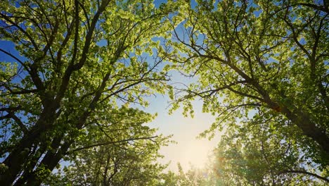 spring trees and blue sky