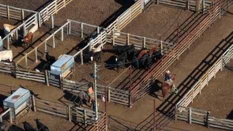 cowboy cattlemen ride horses in cattle stockyard