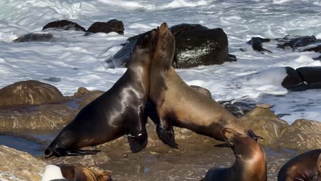 close up of two sea lions playing and restling on rocks during king tide in la jolla