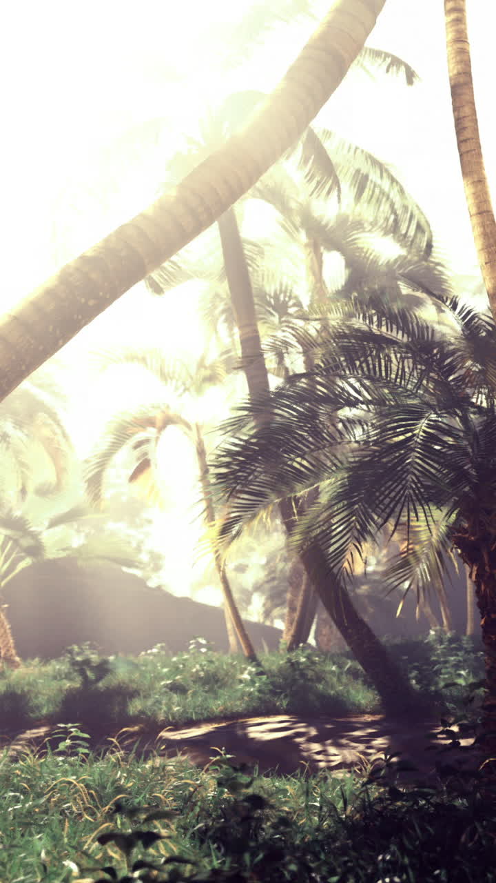Sunlight filtering through tall palm trees in a tropical oasis during daytime
