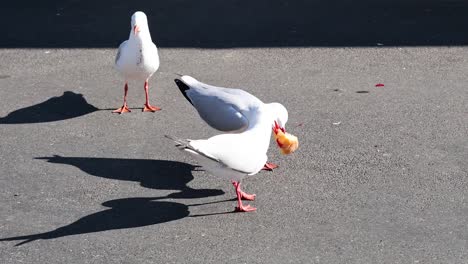 gaviotas interactuando y reuniéndose cerca del agua