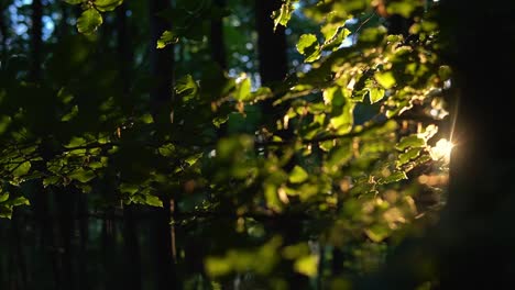 Nahaufnahme-Eines-Baumes-In-Einem-Wald-Mit-Der-Sonne,-Die-Bei-Sonnenuntergang-In-Deutschland-Durch-Die-Blätter-Scheint