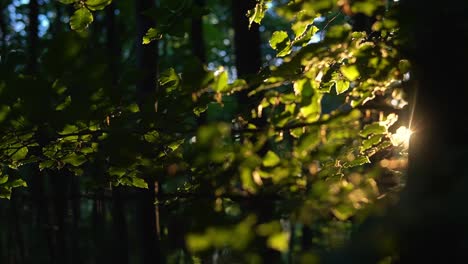primer plano de un árbol en un bosque con el sol brillando a través de las hojas al atardecer en alemania