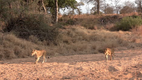 leonas caminando lentamente sobre un lecho arenoso bajo la cálida puesta de sol africana