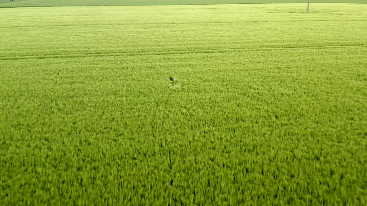 снимок с дрона оленя, бегущего по полю