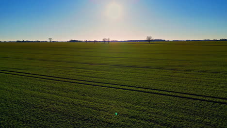 Dolly-Aéreo-Hacia-Adelante-Vuela-Sobre-El-Campo-Agrícola,-El-Sol-Produce-Remolacha-Para-Crecer