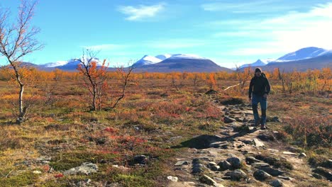 hiker in abisko national park walking towards camera out from a beautiful scenic autumn alpine landscape with snow covered mountains in the distance