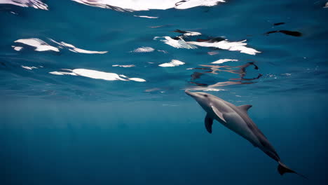 dolphin in the ocean
