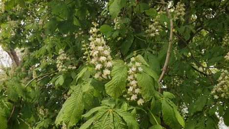 european chestnut tree in harsh wind close-up flowers