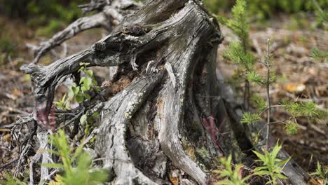 a close-up view of weathered tree roots, showing twisted shapes and new plant growth emerging from the forest floor.