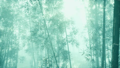 green-bamboo-in-the-fog-with-stems-and-leaves