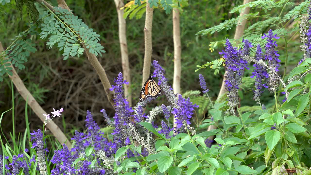 una mariposa monarca agita sus alas, revolotea y luego vuela hacia una nueva flor