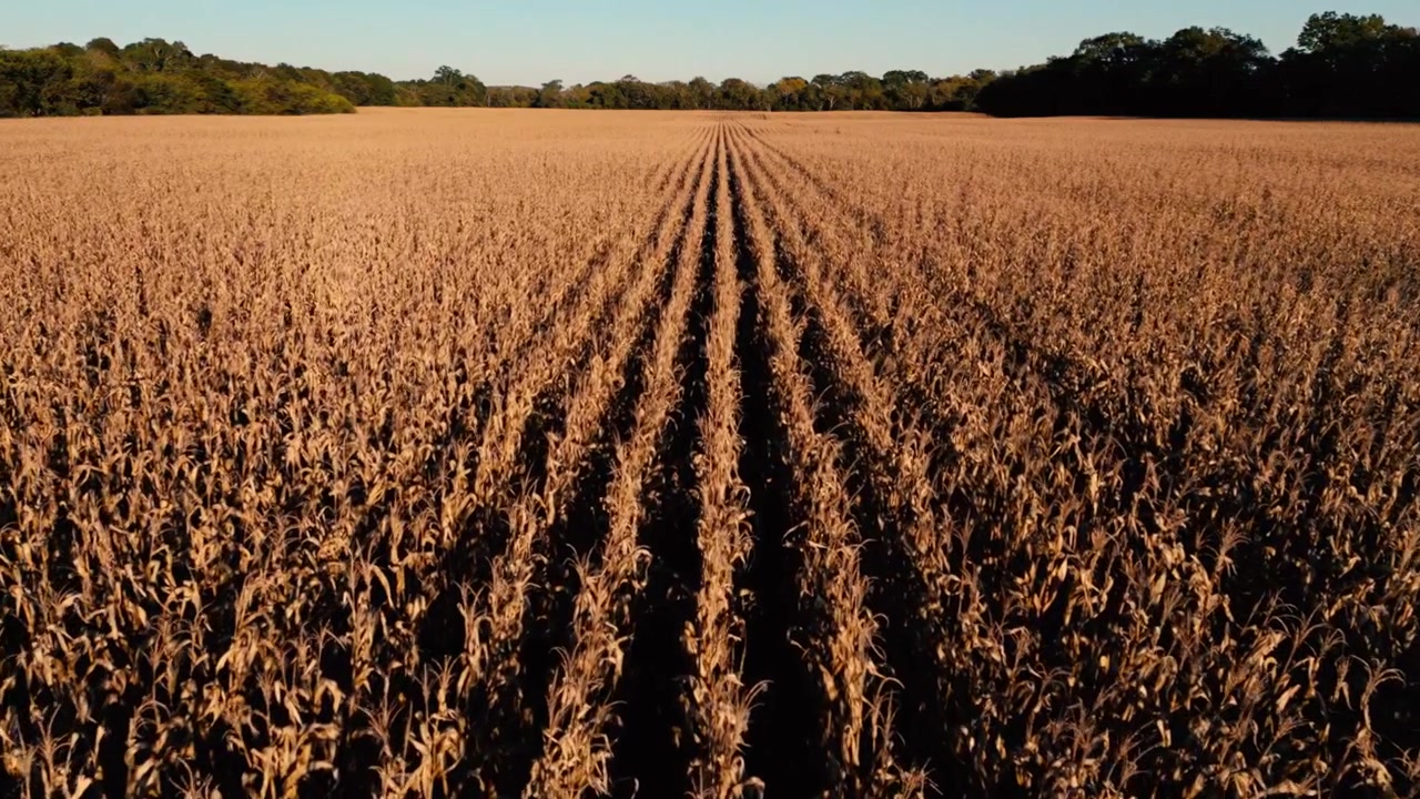 Aerial View of Golden Cornfield Rows Extending to the Horizon