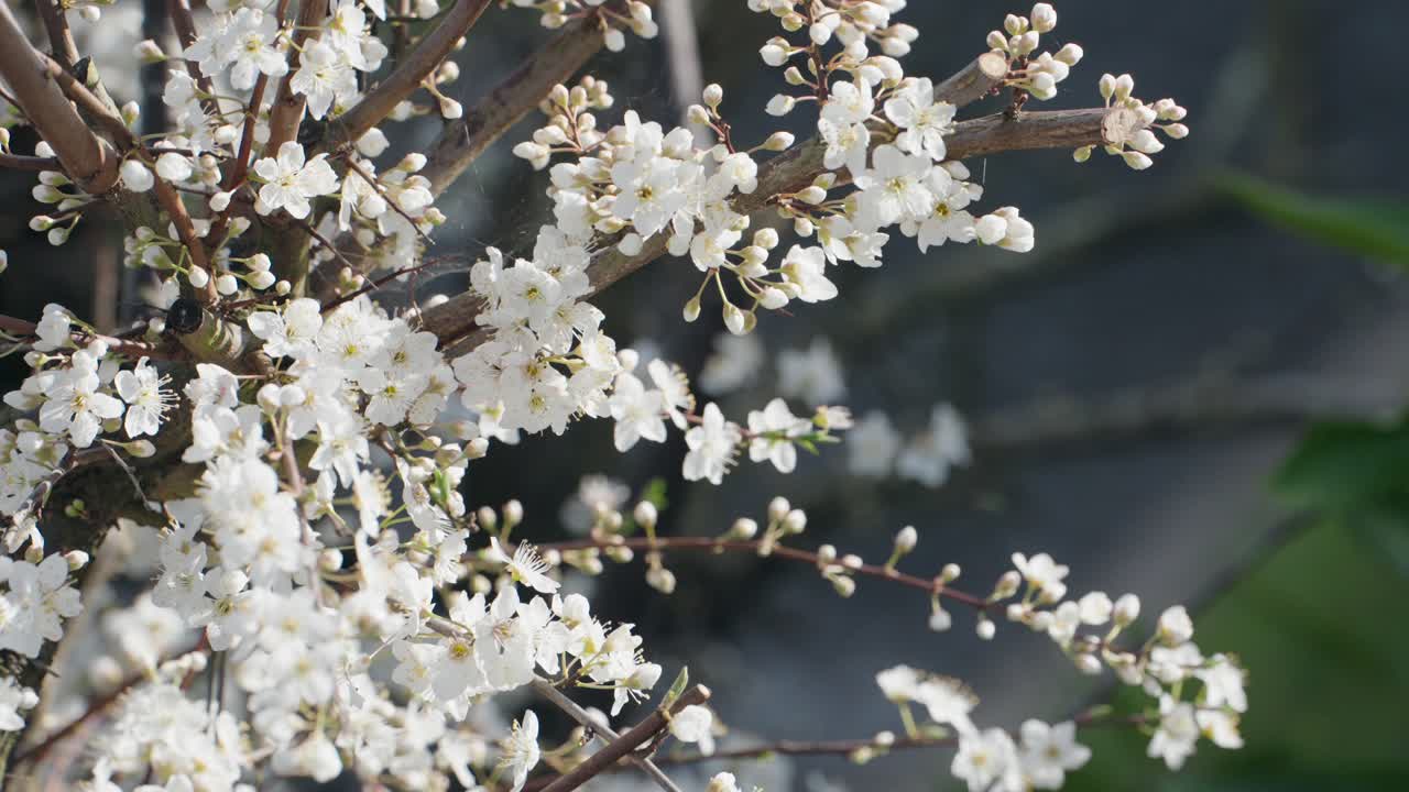 Delicate white blossoms cover tree branches in bright spring sunlight