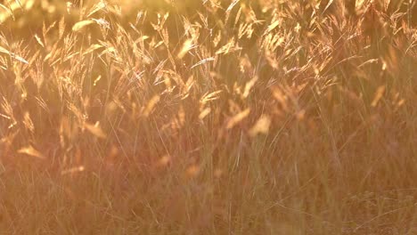 Ich-Ziehe-Mich-Minimal-Und-Langsam-Von-Der-Oberen-Linken-Ecke-Einer-Gruppe-Wilder-Gräser-Zurück,-Die-In-Einer-Milden-Brise-Wehen,-Die-Vom-Sonnenuntergang-Hinterleuchtet-Werden-Und-Dem-Gras-Ein-Robustes-Orange-gelbes-Leuchten-Verleihen