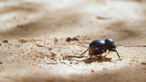 Beetle-crawling-on-sand-4k