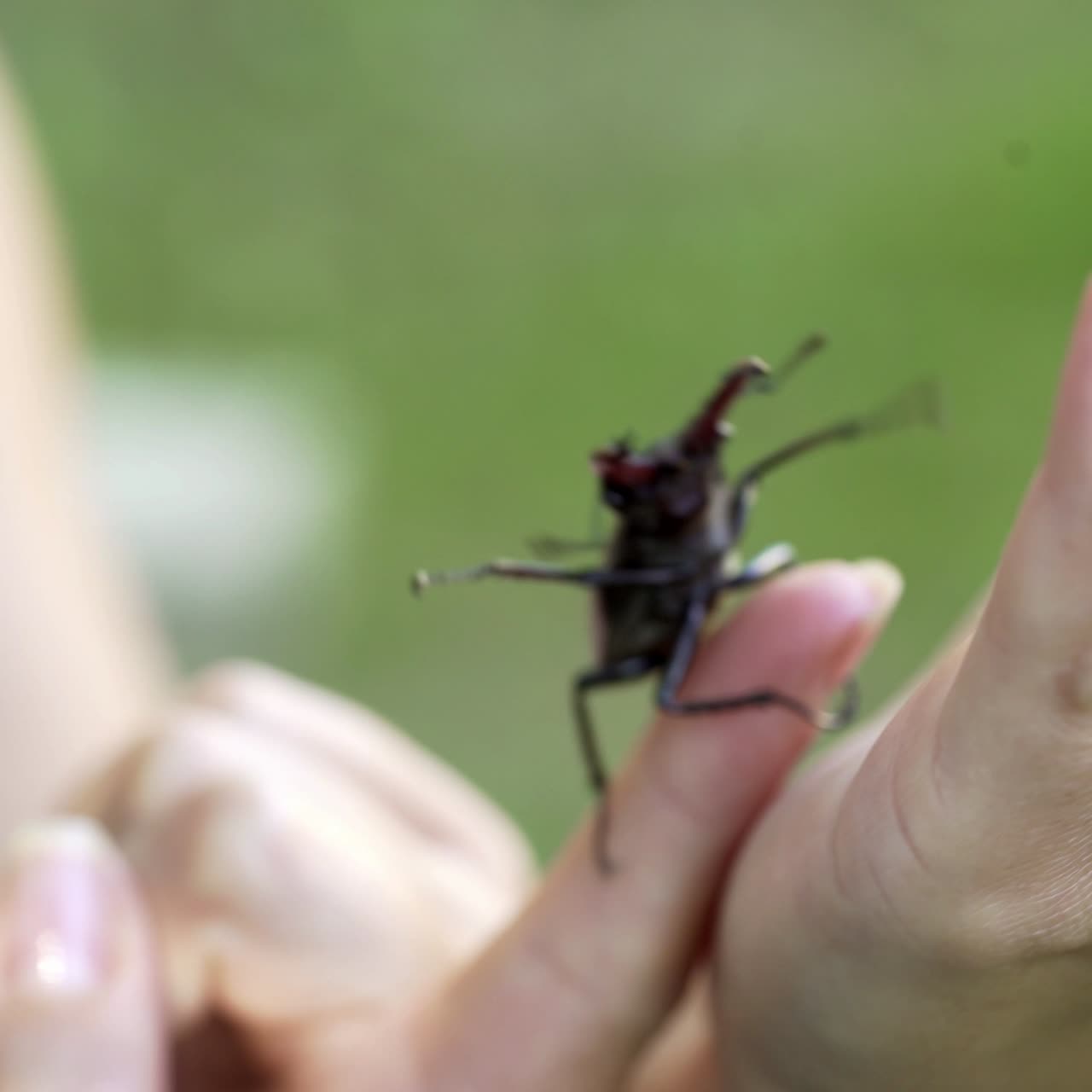 Male stag beetle (Lucanus cervus). Stag beetle on a hand.