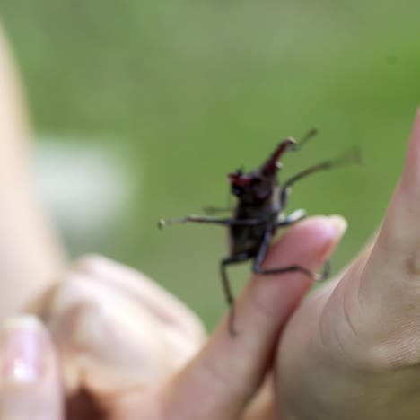 male stag beetle (lucanus cervus). stag beetle on a hand.