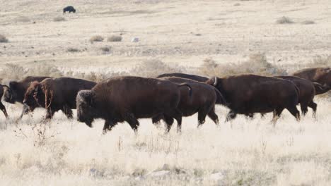 american bison herd on the move - galloping on the grassland plains