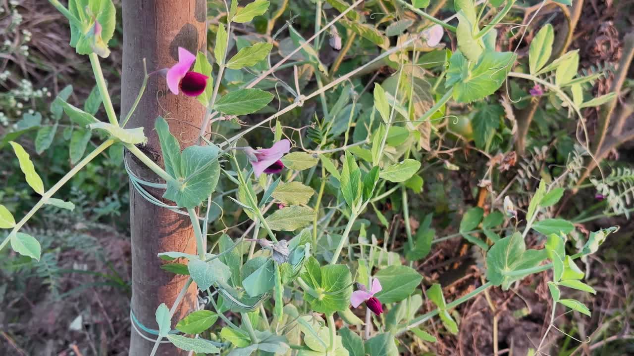 Kamera, der kredser om en ærteplante med sarte lilla blomster og grønne blade, der klatrer op ad en metalstang, og viser naturlig bælgplantevækst langs vejkantsvegetation