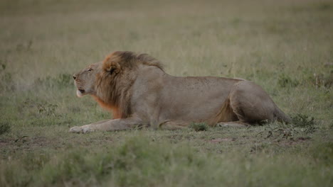 male lion lies down roaring in early morning