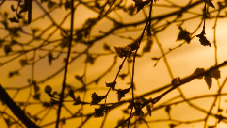 cielo amarillo profundo tranquilo hora dorada con ramas de árboles revoloteando en la brisa ligera