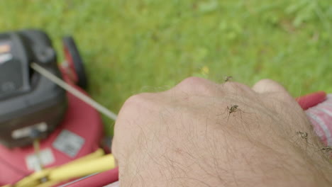 pestering mosquitos landing on caucasian hand pushing lawnmower