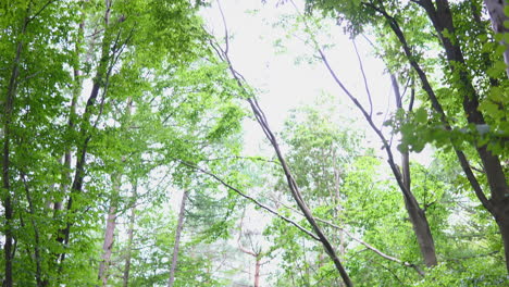 tilt up reveal shot of tall trees in a forest of poland