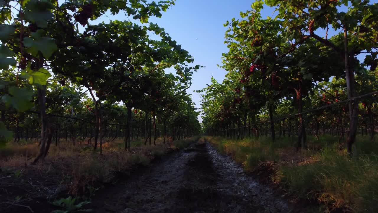 Grape vineyard landscape in harvesting season, Nashik, Maharashtra, Gimbal shot