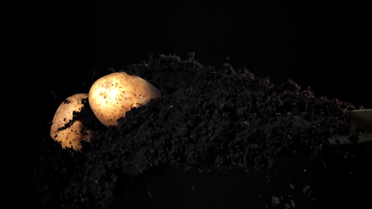 Slow Motion Digging of Potatoes from Rich Dark Soil