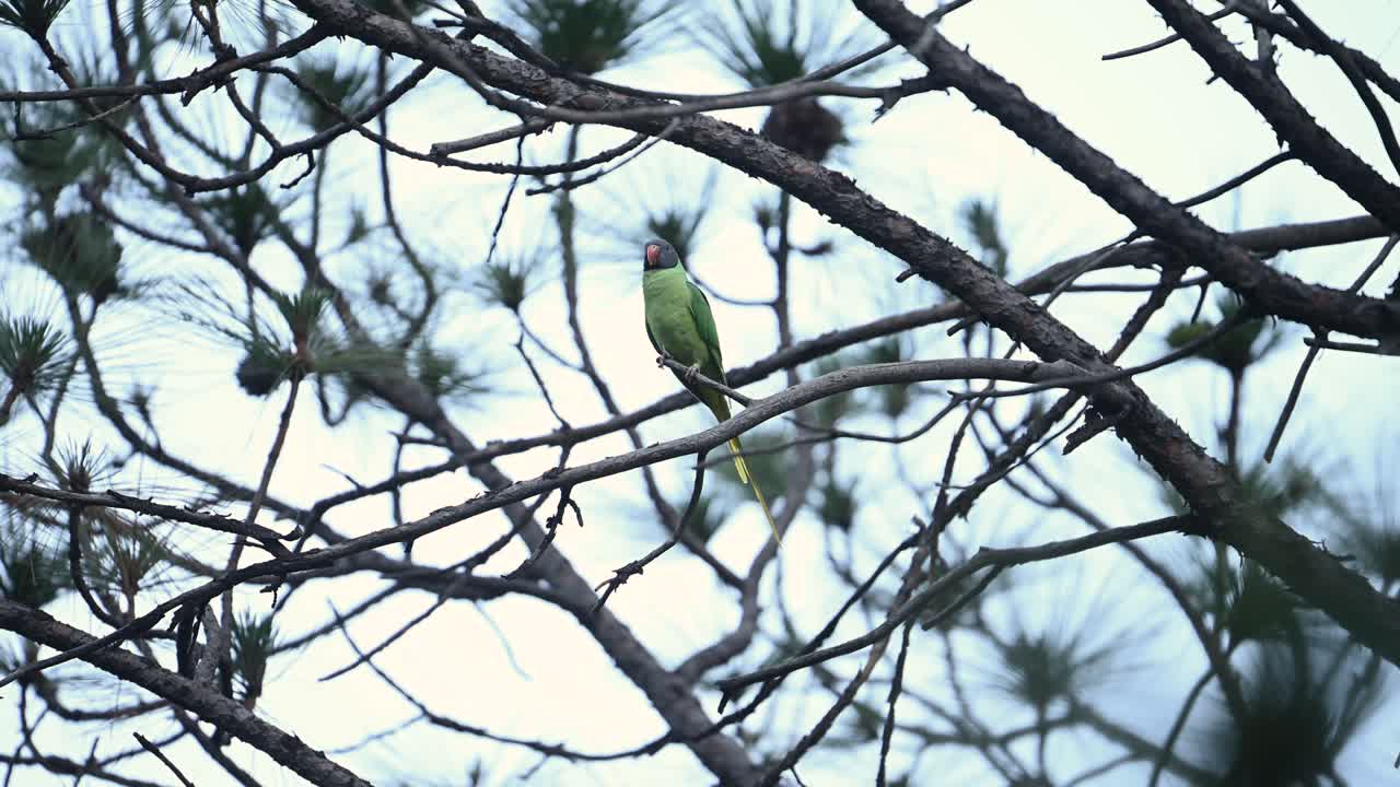 Parakeet with Pine Cone – Slaty-headed Bird in Forest