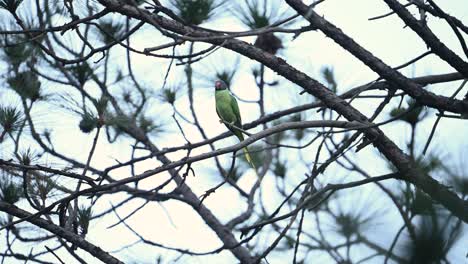 parakeet with pine cone – slaty-headed bird in forest