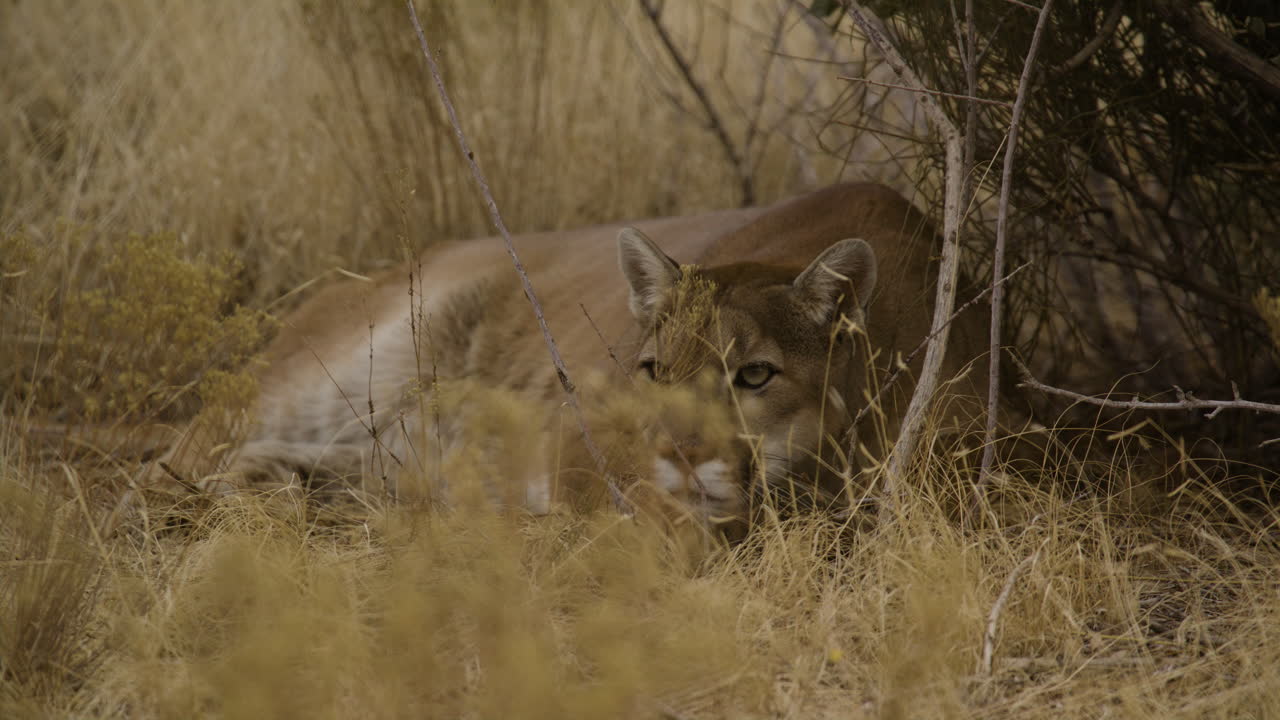 Puma interessato che alza la testa.