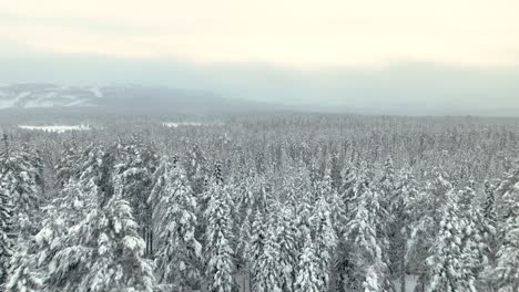 Foggy-Snowy-Trees-At-Lake-Pyhajarvi-During-Winter-In-Tampere,-Finland