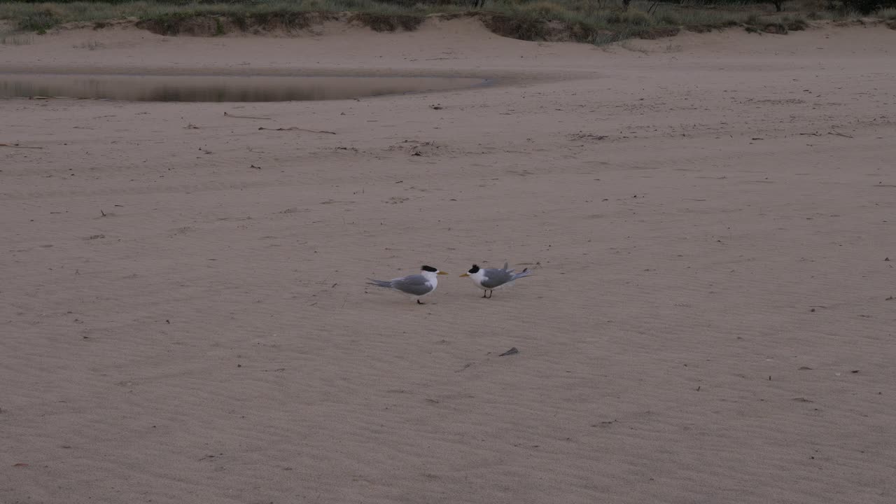 Greater Crested Tern Birds On The Shore In Currumbin Alley, Gold Coast, Queensland, Australia - Wide Shot