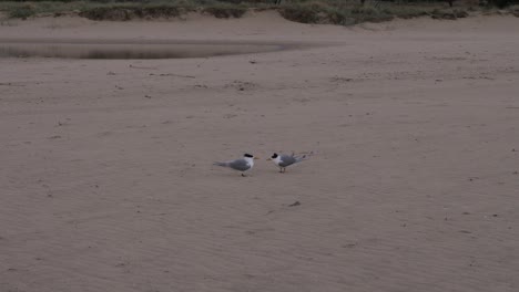 Greater Crested Tern Birds On The Shore In Currumbin Alley, Gold Coast, Queensland, Australia - Wide Shot