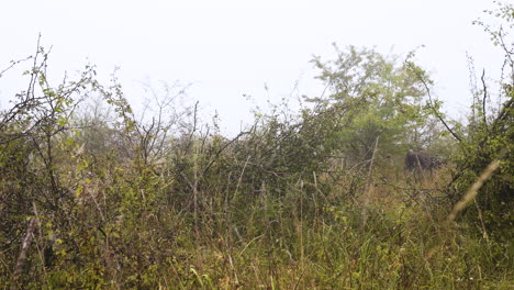 European-bison-bonasus-eating-leaves-from-a-bush,foggy-steppe,Czechia