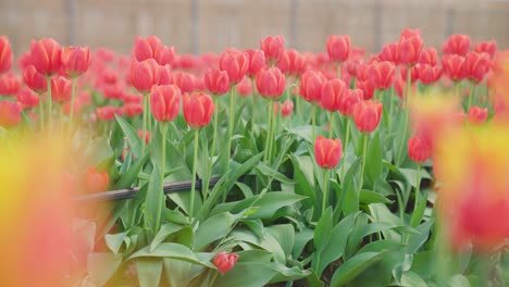 Red-tulips-in-a-tulip-field,-blurred-background